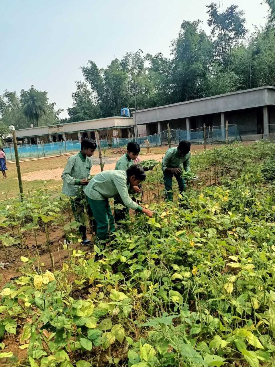 East Singhbhum News : स्कूल परिसर में सब्जी उगा रहे छात्र और शिक्षक, पौष्टिक हुआ एमडीएम