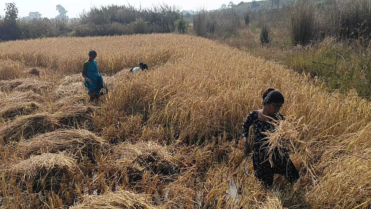 पिपरवार में धान की कटाई शुरू, बंपर पैदावार से किसान खुश