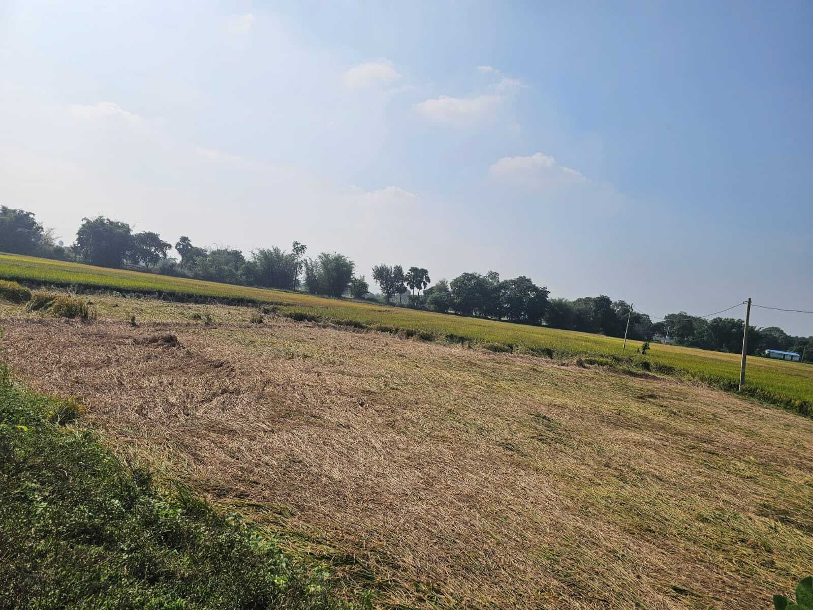 चक्रवाती तूफान मोंथा ने सैकड़ों किसानों के फसल को किया बर्बाद