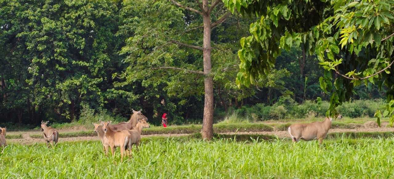 Madhubani News : नील गाय के आतंक से किसान परेशान