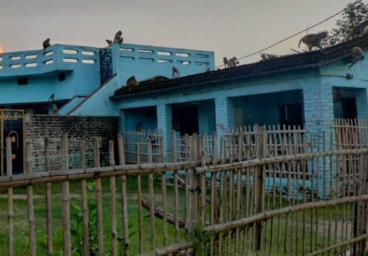 Madhubani News : शाहपुर गांव में बंदर के आतंक से लोग भयभीत