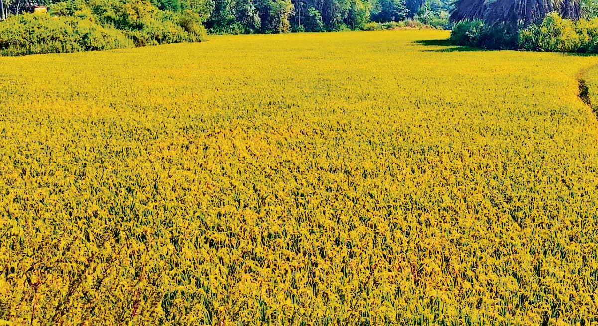 East Singhbhum News : डुमरिया में धान की बंपर पैदावार से खुशी, किसानों को नहीं मिल पाता है वाजिब दाम