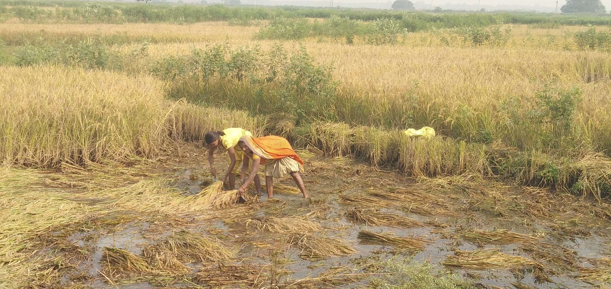 Madhubani News : खेत में जलजमाव होने से धान बर्बाद