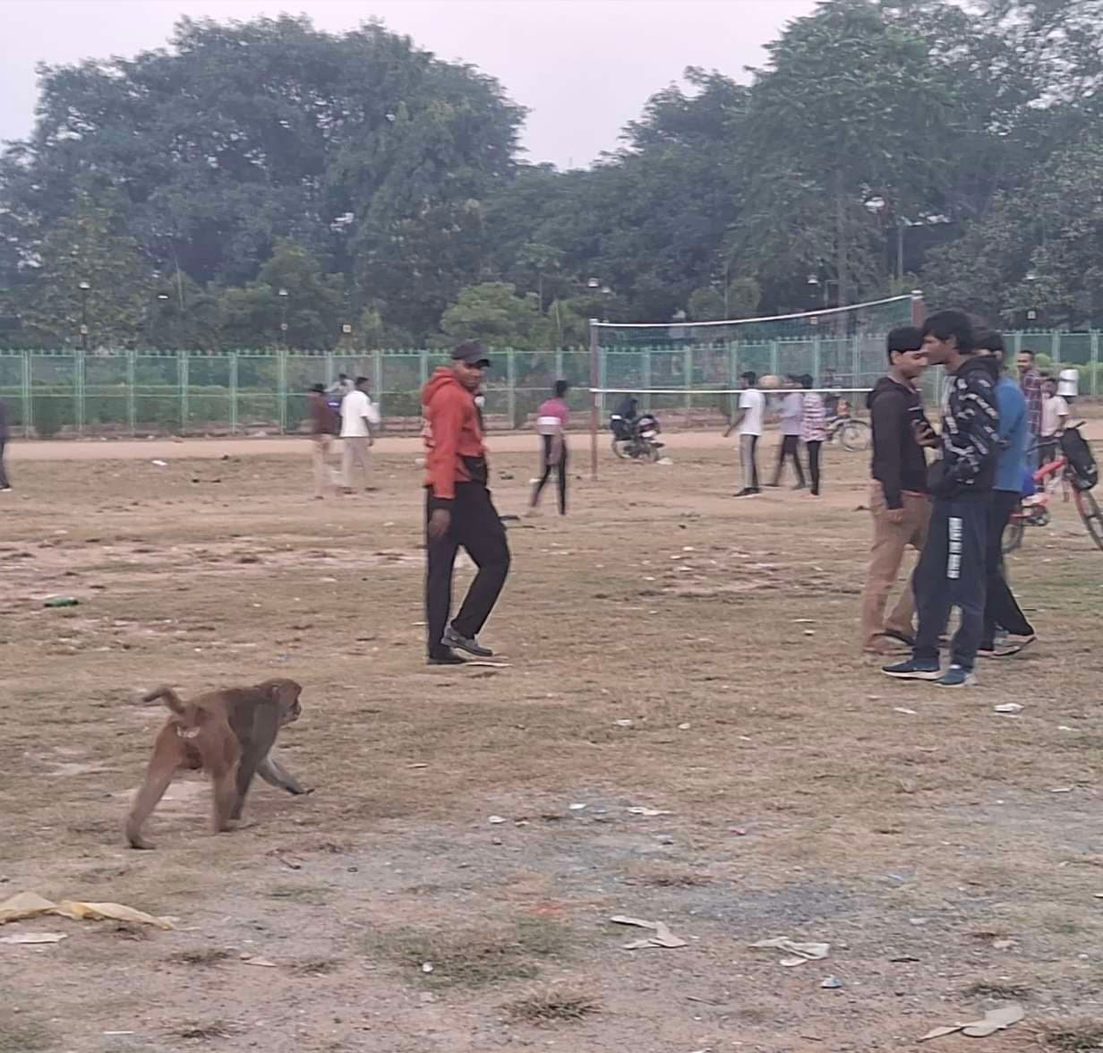 वन विभाग से नहीं संभल रहा एक लंगूर, कई दिनों से शहर में फैला है आतंक