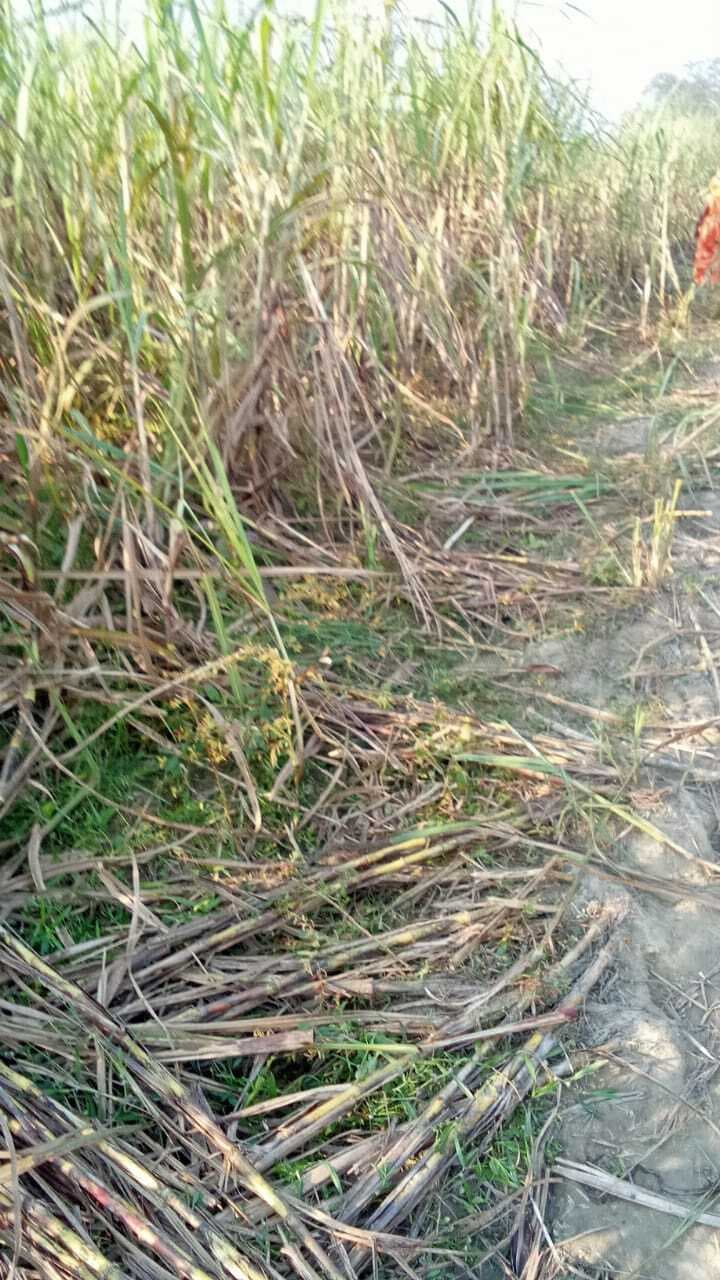 Bettaiah : आग लगने से करीब तीन बीघा गन्ने का खेत जला