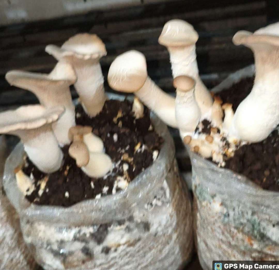 Samastipur News:लैब में औषधीय मशरूम के बीज उपलब्ध