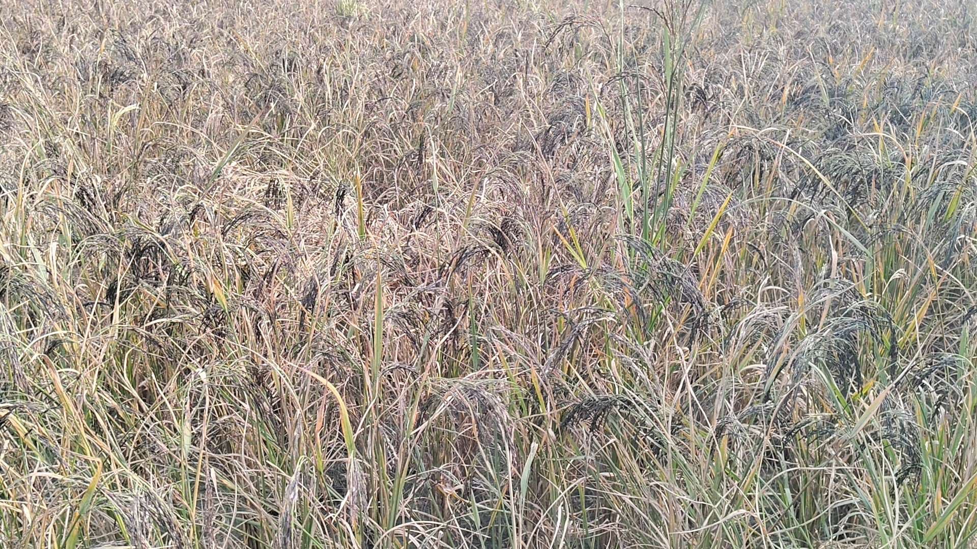 hajipur news. बुद्ध का महाप्रसाद काला नमक चावल लौटा बिहार, लालगंज के किसान ने शुरू की खेती