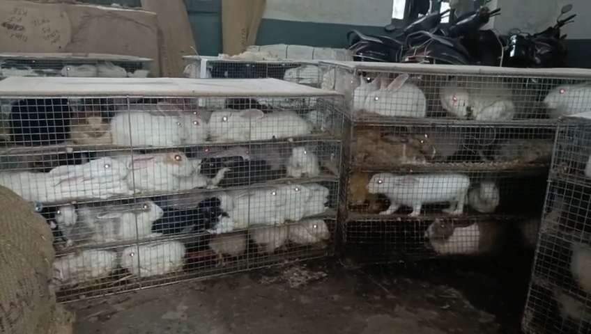 Dhanbad News: मर रहे हैं अंबाला भेजने के लिए लाये गये 450 खरगोश