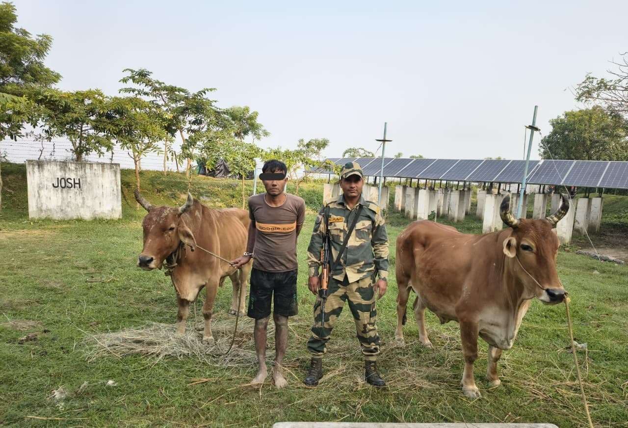 भारत-बांग्लादेश सीमा से पशुओं  के साथ तस्कर गिरफ्तार