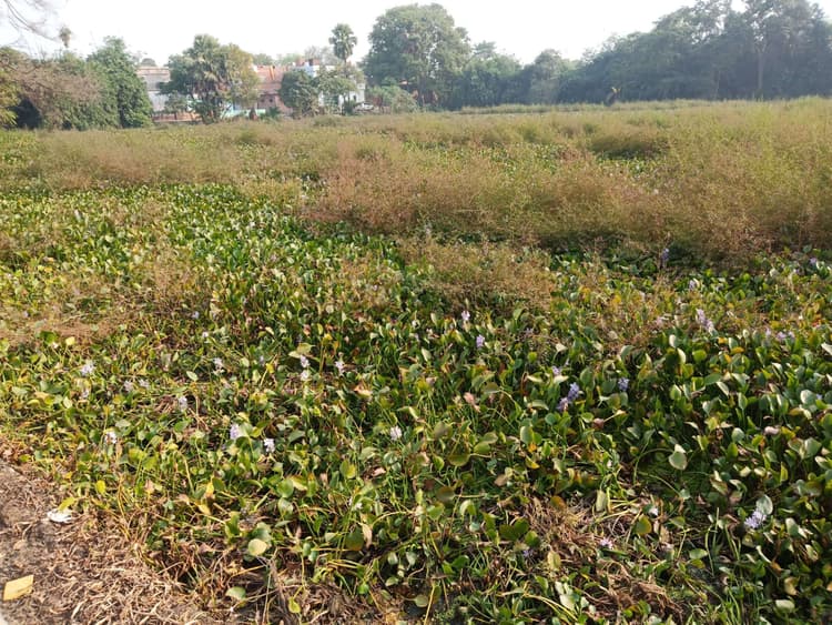 कागजों में सिमट कर रहा गया देकुड़ा तालाब का सौंदर्यीकरण