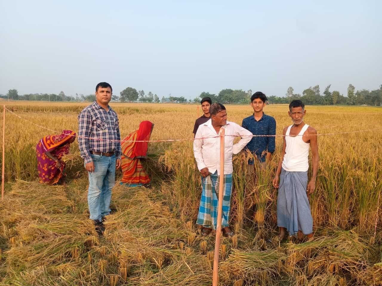 धान उत्पादन का आंकड़ा जुटा रहा कृषि विभाग