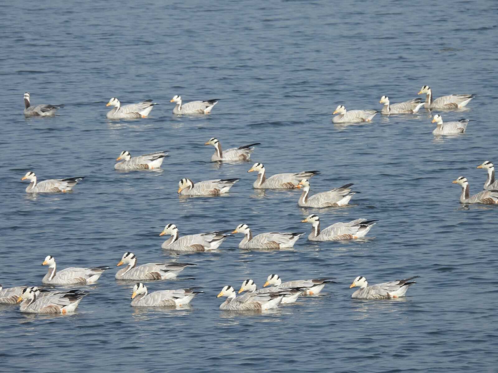 गुलाबी ठंड में साइबेरियन मेहमानों से गुलजार हुआ नागी–नकटी