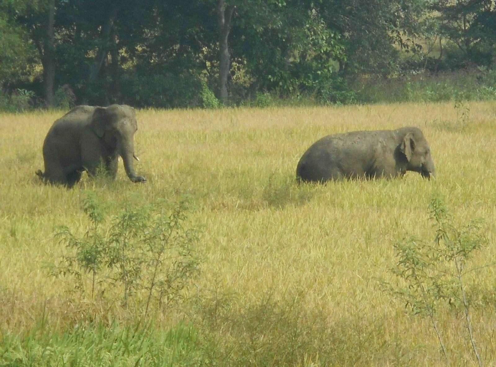 Seraikela Kharsawan News : खरसावां वन क्षेत्र में गजराजों ने दी दस्तक, किसान भयभीत