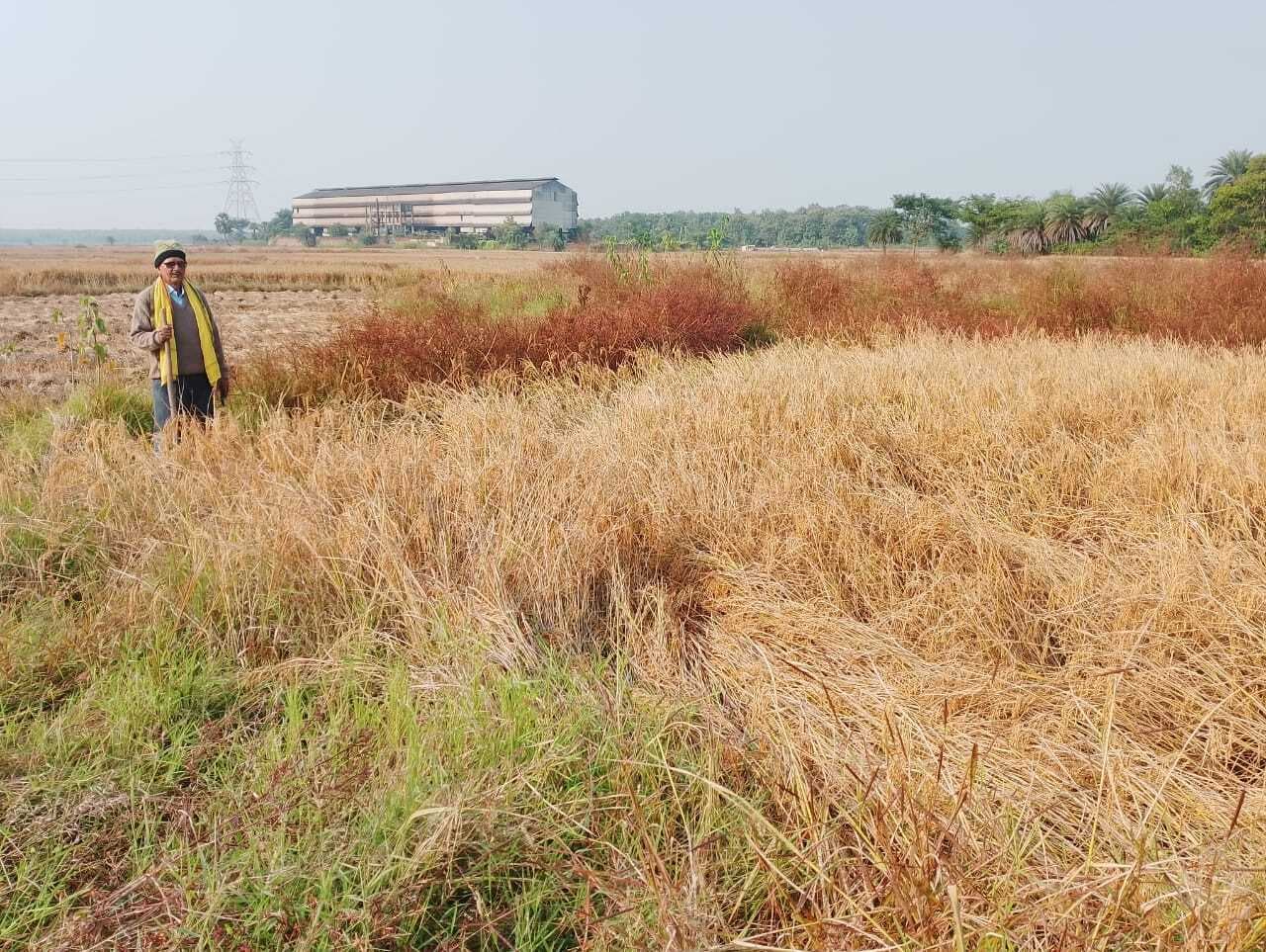 East Singhbhum News : न हल चलाया, न बीज बोया, दो बीघा में लहलहा रहा धान