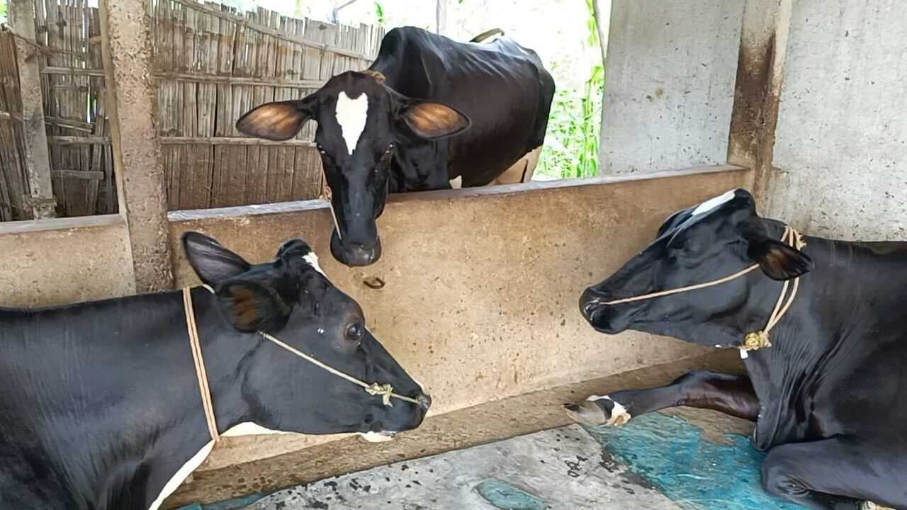 बदलते मौसम में पशुओं का रखें ख्याल, शाम होते ही शेड में बांधें