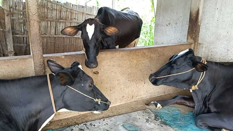 बदलते मौसम में पशुओं का रखें ख्याल, शाम होते ही शेड में बांधें