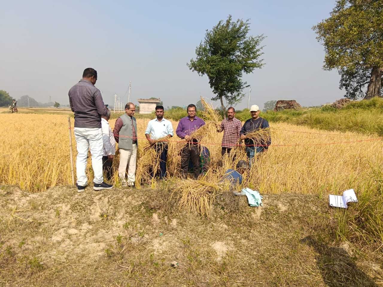 किसानों को नहीं मिल रहा मजदूर, धान कटनी प्रभावित
