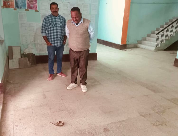 फुलवरिया प्रखंड कार्यालय में कोबरा मिलने से मचा हड़कंप