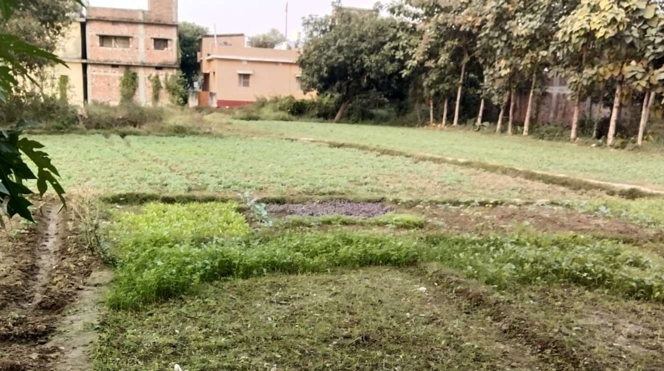 नवंबर का पहला पखवाड़ा बीतने के बाद भी सब्जी की फसलों में वृद्धि नहीं