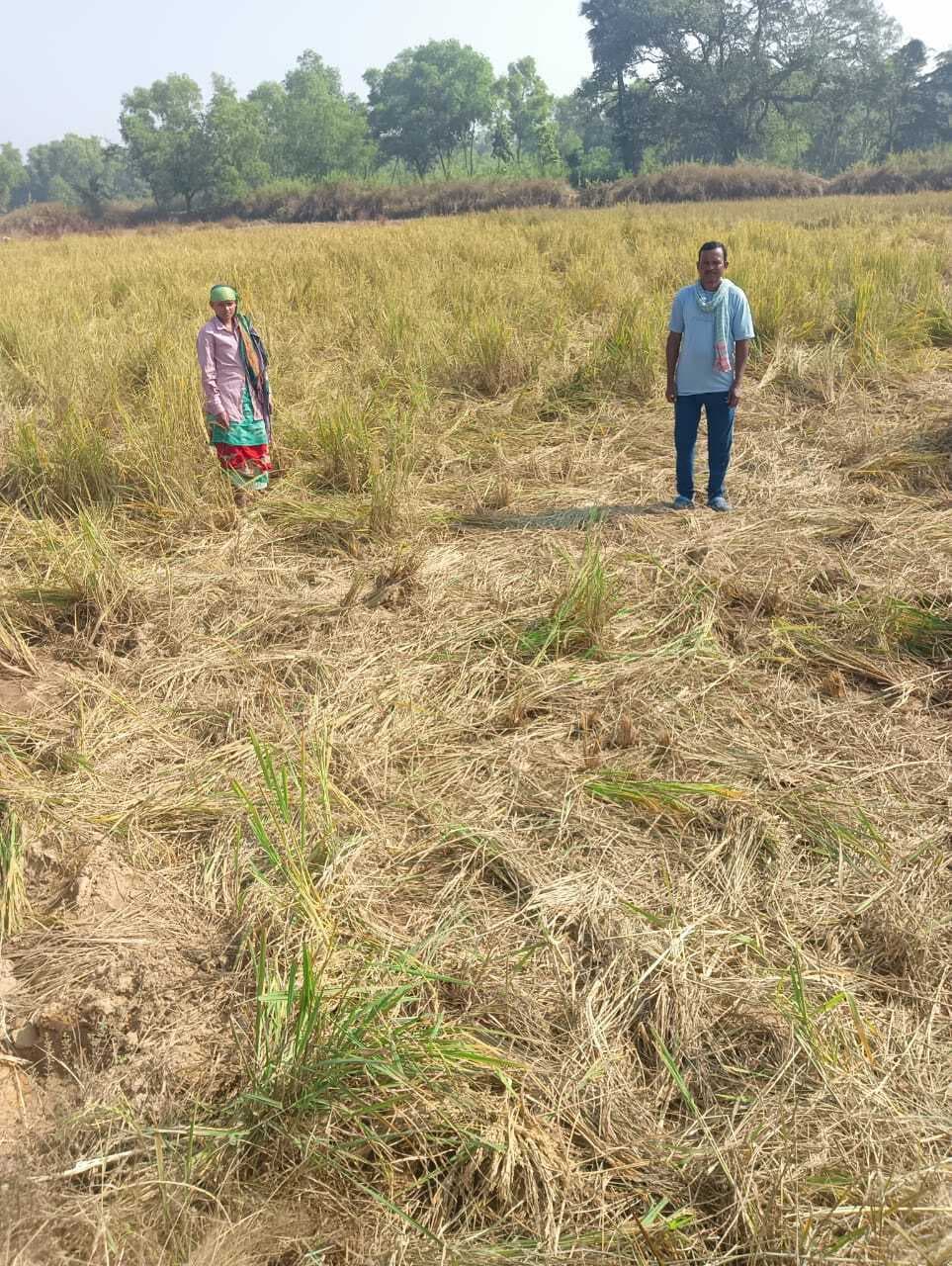 East Singhbhum News : माचाडीहा में हाथियों ने धान की फसल को रौंदा, किसान हताश