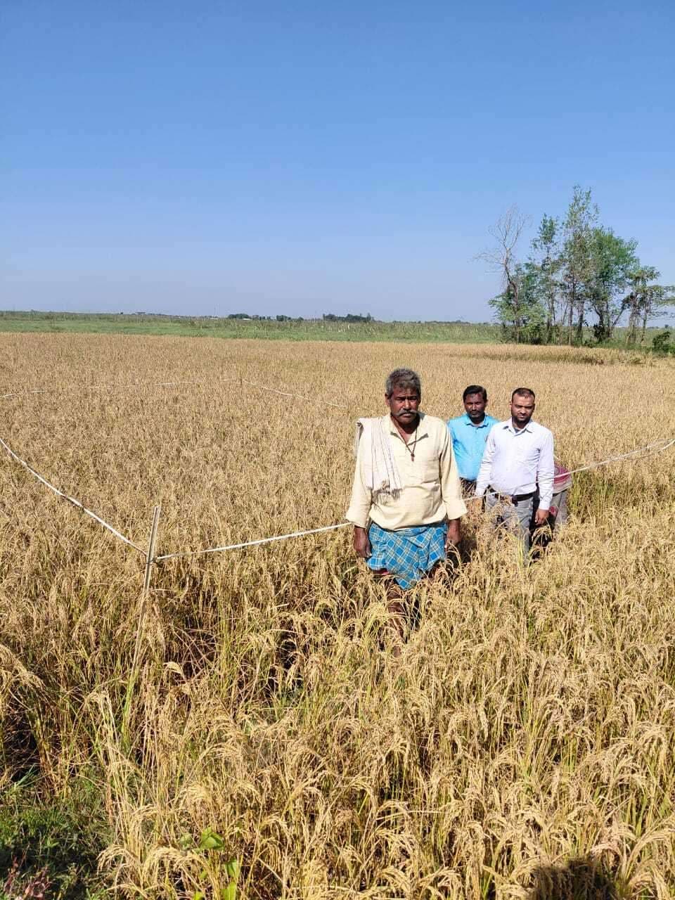 50 वर्ग मीटर में 15 किलो धान का हुआ उत्पादन