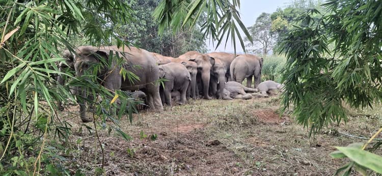 Giridih News: हाथियों ने मंदनाडीह में कई किसानों की फसलों को रौंदा