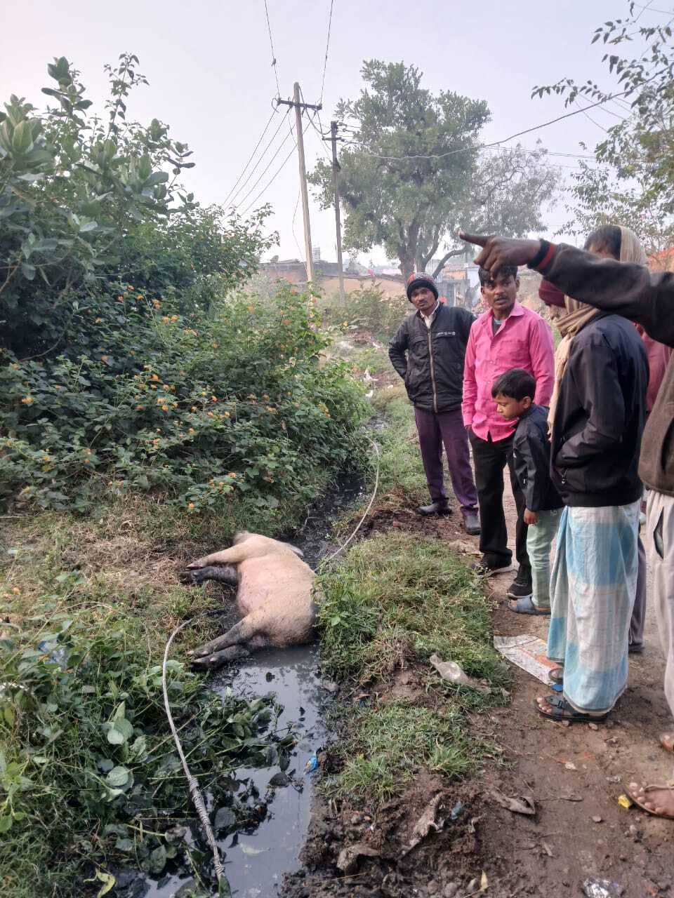 Bokaro News : टूट कर बिजली तार गिरा, सुअर मरा