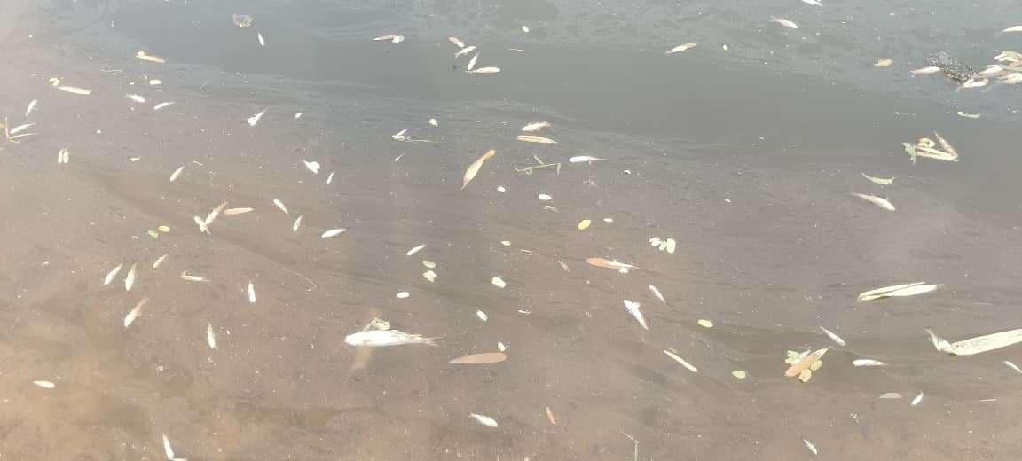 Giridih News: तालाब में जहरीला पदार्थ डाले जाने से मरीं तीन क्विटंल मछलियां