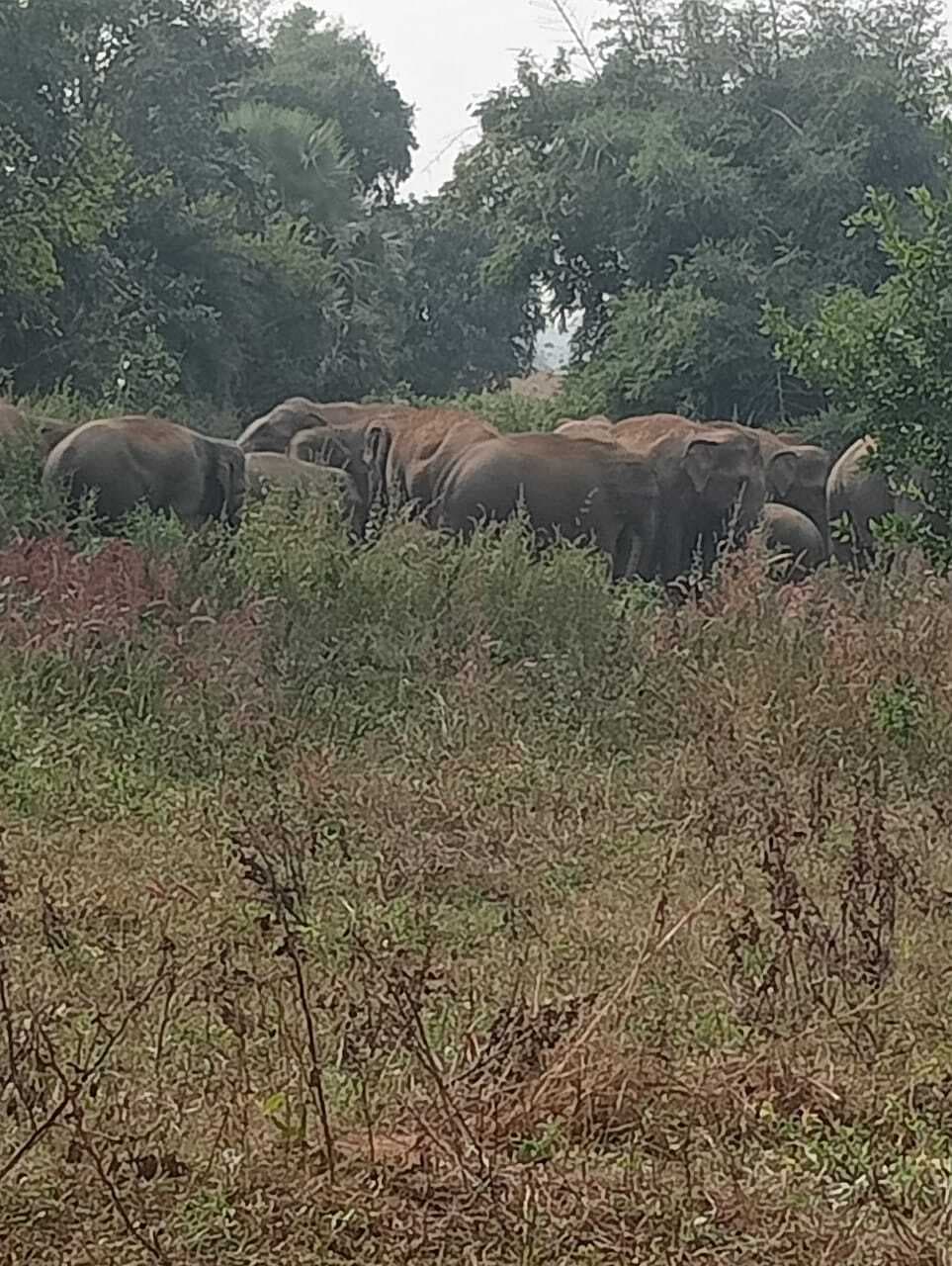 Giridih News: बिछड़े एक हाथी के आने इंतजार में रुका है हाथियों का झुंड