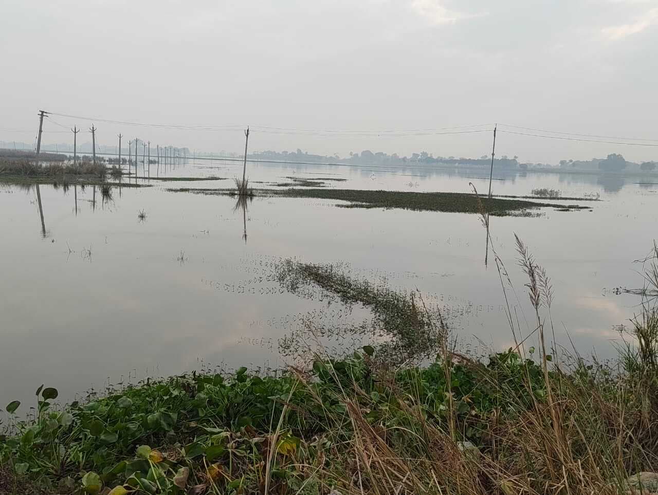 लाखों की मछली के चक्कर में अन्नदाता परेशान, करोड़ों की खेती हो रही प्रभावित