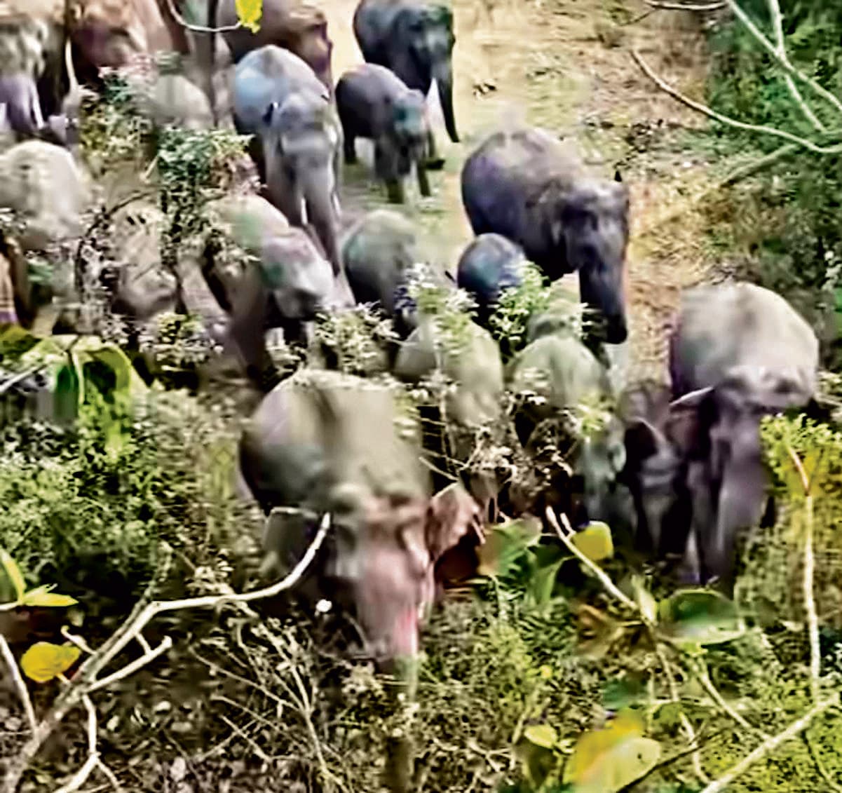 Chaibasa News : जैंतगढ़ में हाथियों का उत्पात, धान व सब्जियों को पहुंचाया नुकसान