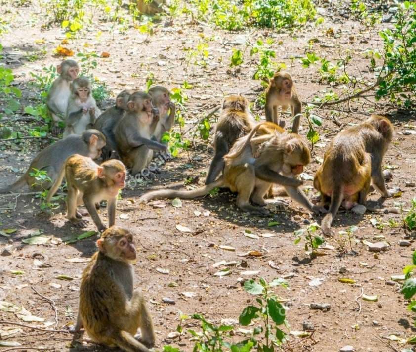 Madhubani News : बंदर के काटने से एक महिला समेत दो जख्मी