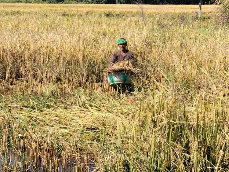 Darbhanga News: तसला में काटकर रखते धान, फिर बोझा बांध खेत से निकालते बाहर