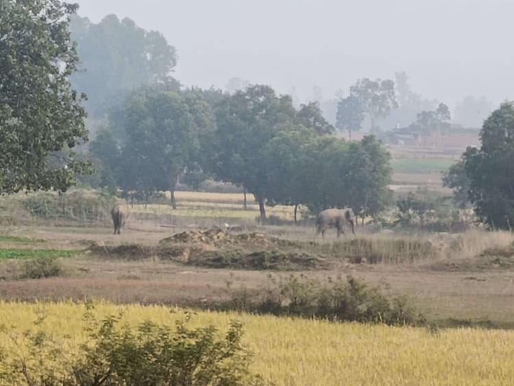 Giridih News: हाथियों ने शहरपुरा और मलेडीह गांव में मचायी तबाही