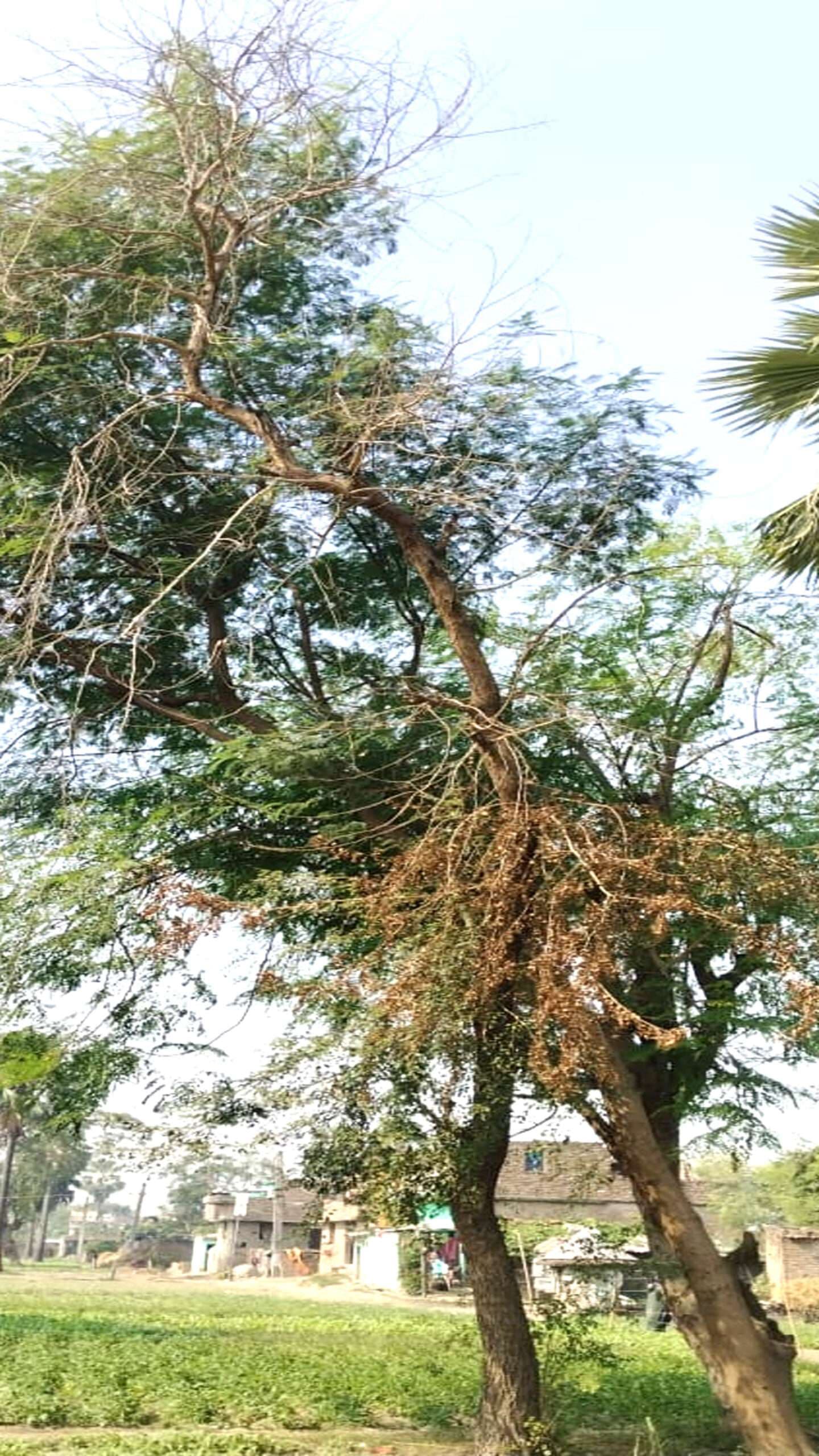 शीशम के पेड़ों में लग रहा फंगस, किसान परेशान