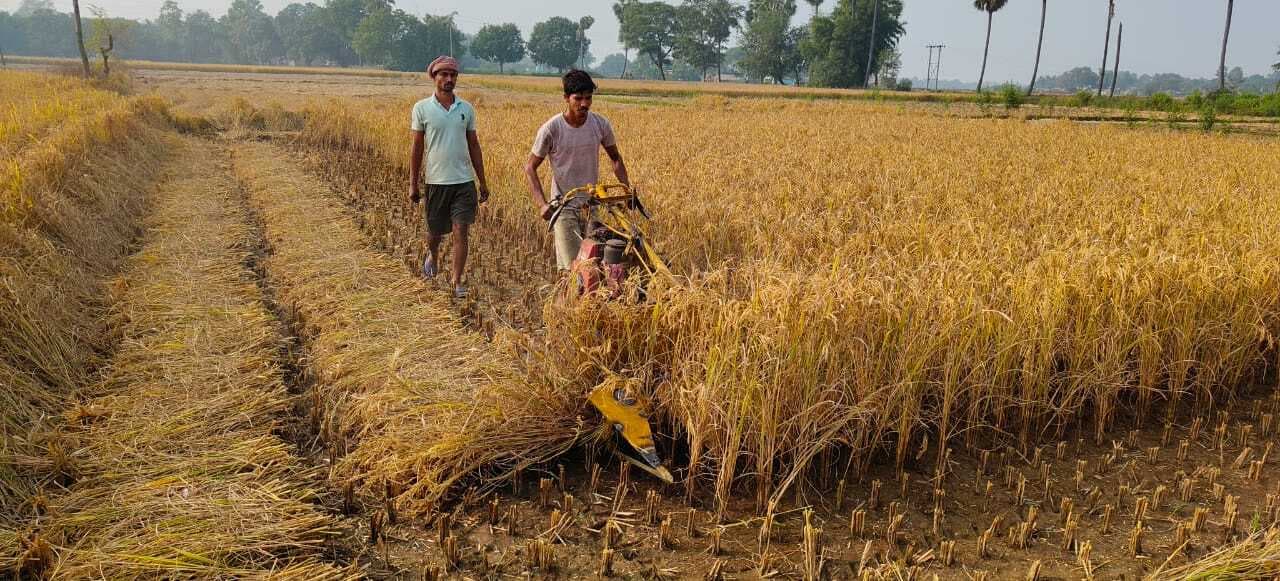 धान कटाई में मजदूरों का भारी अभाव, रीपर मशीन से मिला समाधान