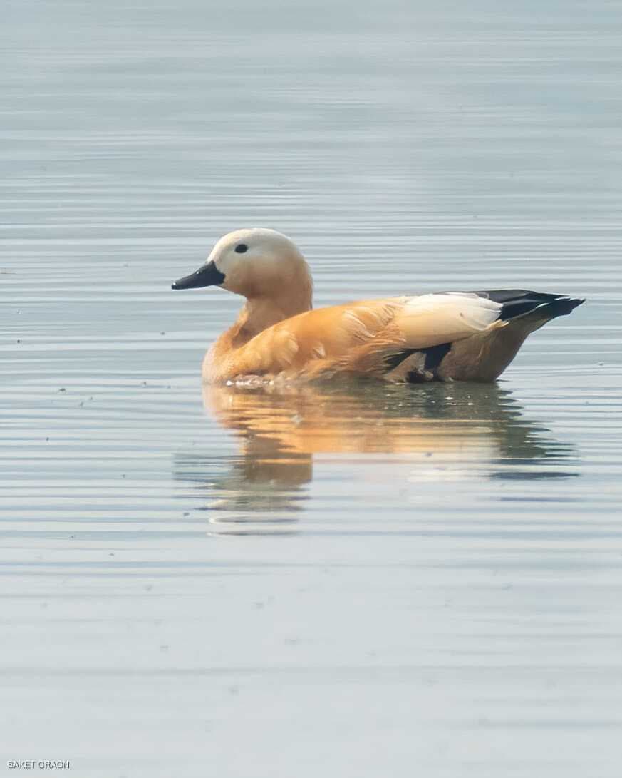 Ranchi News : विदेशी पक्षी बने झारखंडी मेहमान