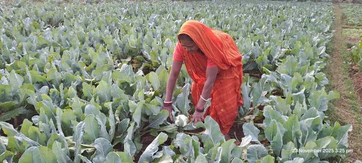 नूनबट्टा गांव में सब्जी खेती से सृजित हुआ रोजगार