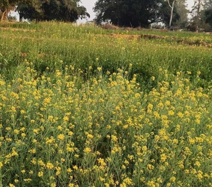 Giridih News :जानवरों से फसल बचाने के लिए खेतको में बनेगा दो अस्थायी कांजी हाउस