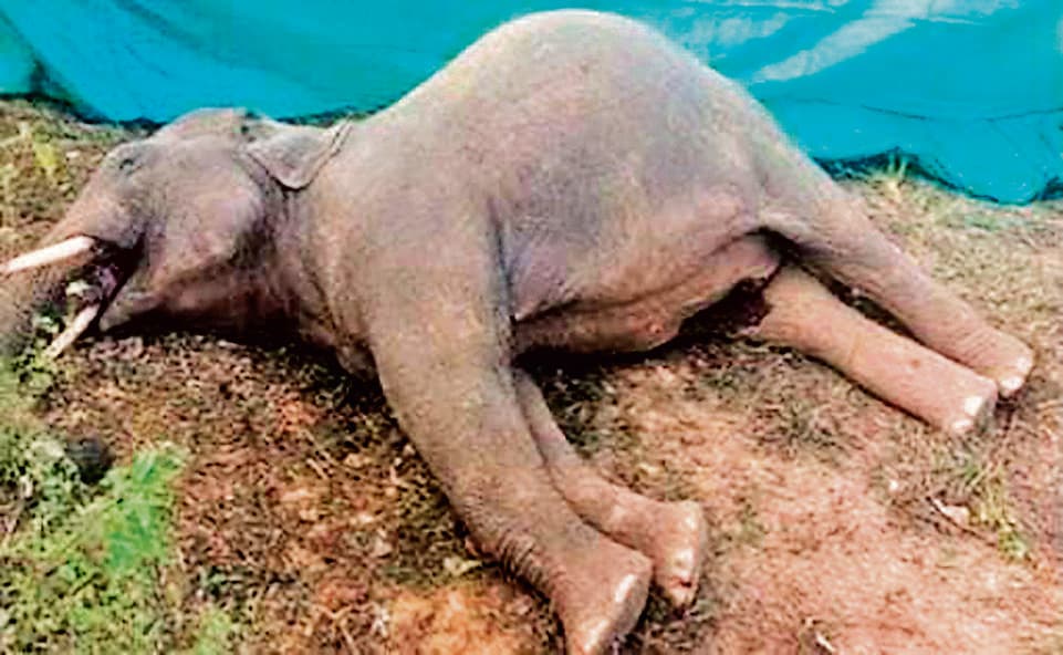 Chaibasa News : बाइसाही जंगल में हाथी की मौत, 10 दिनों में तीसरी घटना