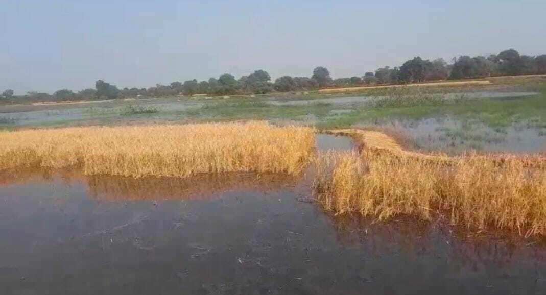 Seraikela Kharsawan News : चांडिल डैम का जलस्तर बढ़ने से खेत में घुसा पानी