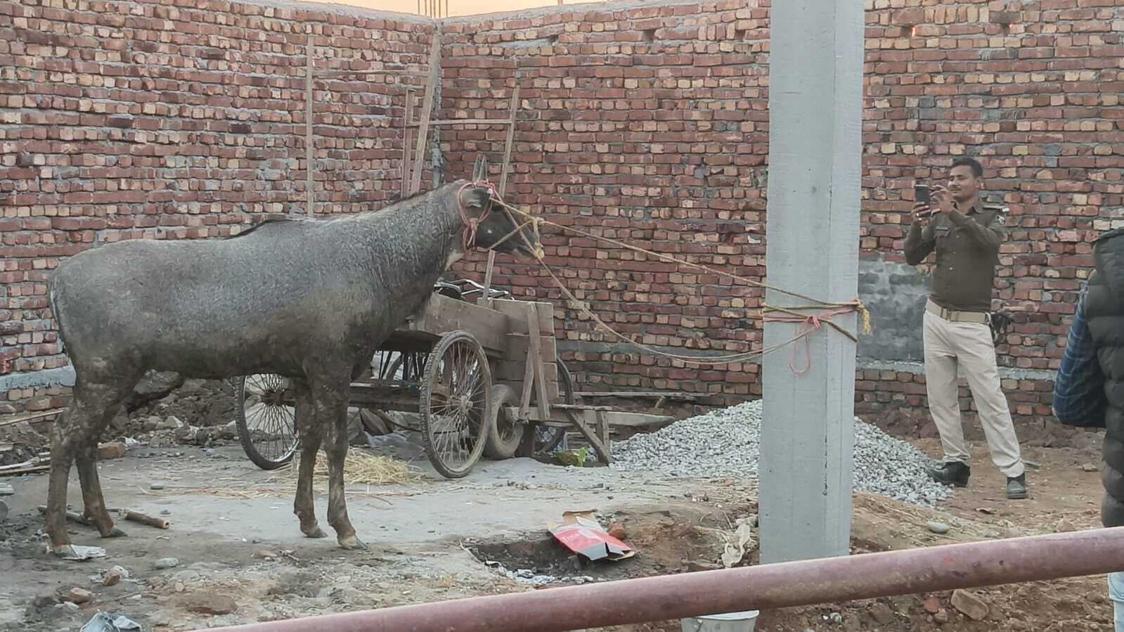 जंगल से भटक कर नील गाय पहुंची तातापौआ, पुलिस ने किया रेस्क्यू