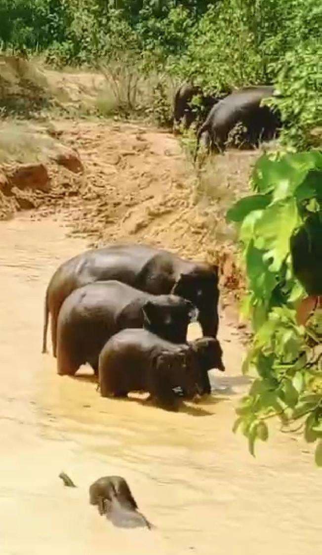 Chaibasa News : 70 हाथियों का झुंड धान, सब्जी बागान व खलिहान में मचा रहे उत्पात