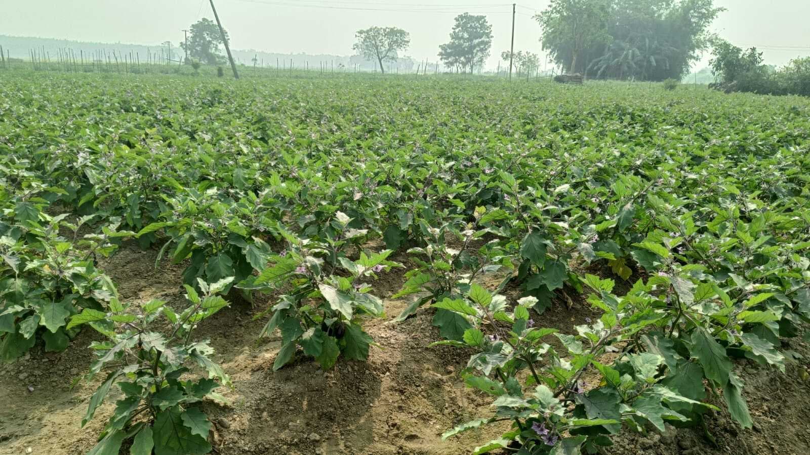 East Singhbhum News : 800 बीघा में हुई सब्जी की खेती, सिंचाई की सुविधा नहीं