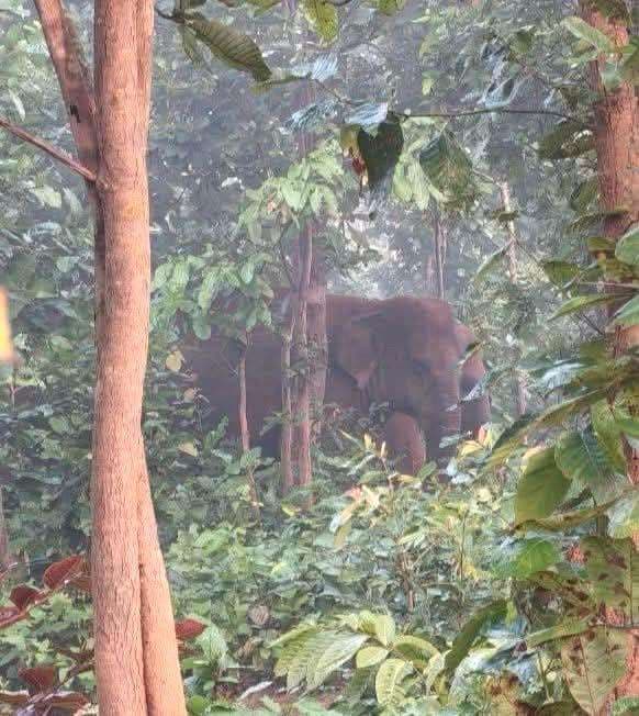 वन विभाग की टीम ने जंगली हाथियों के झुंड को सीमा पार खडेड़ा, लोगों में राहत
