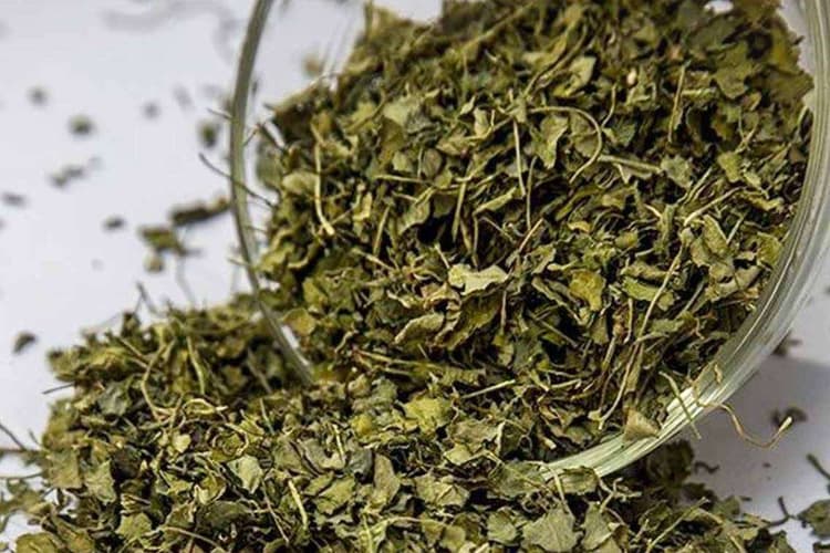 Kasuri Methi Powder: घर पर मार्केट जैसा कसूरी मेथी पाउडर बनाना है बहुत आसान - ईजी स्टेप्स में करें तैयार