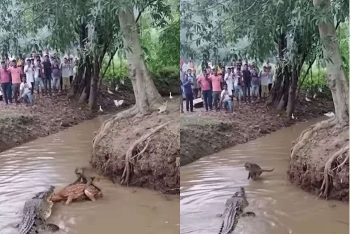 Viral Video: हिरण के लिए भगवान बन गया छोटा बंदर! मगरमच्छ से ऐसे बचाई जान, देखें वीडियो