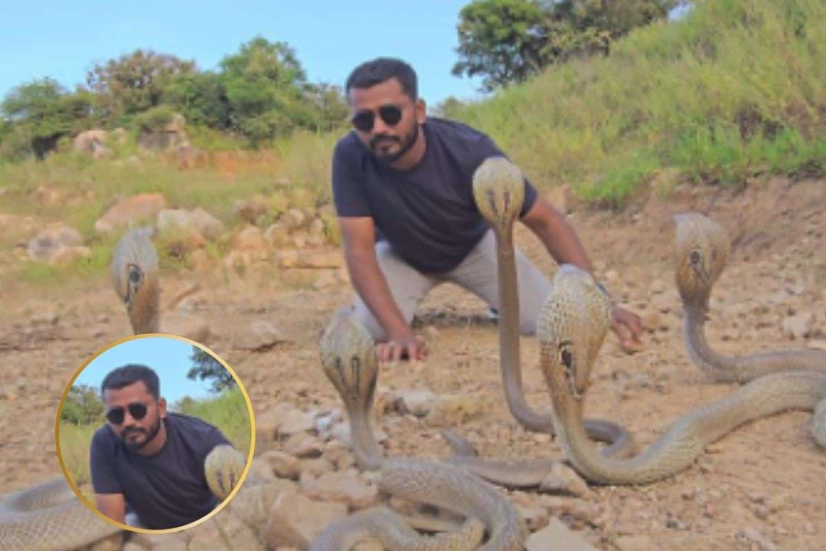 Viral Video : एक साथ 5 जहरीले कोबरा सांप से हुआ सामना, देखें फिर क्या हुआ