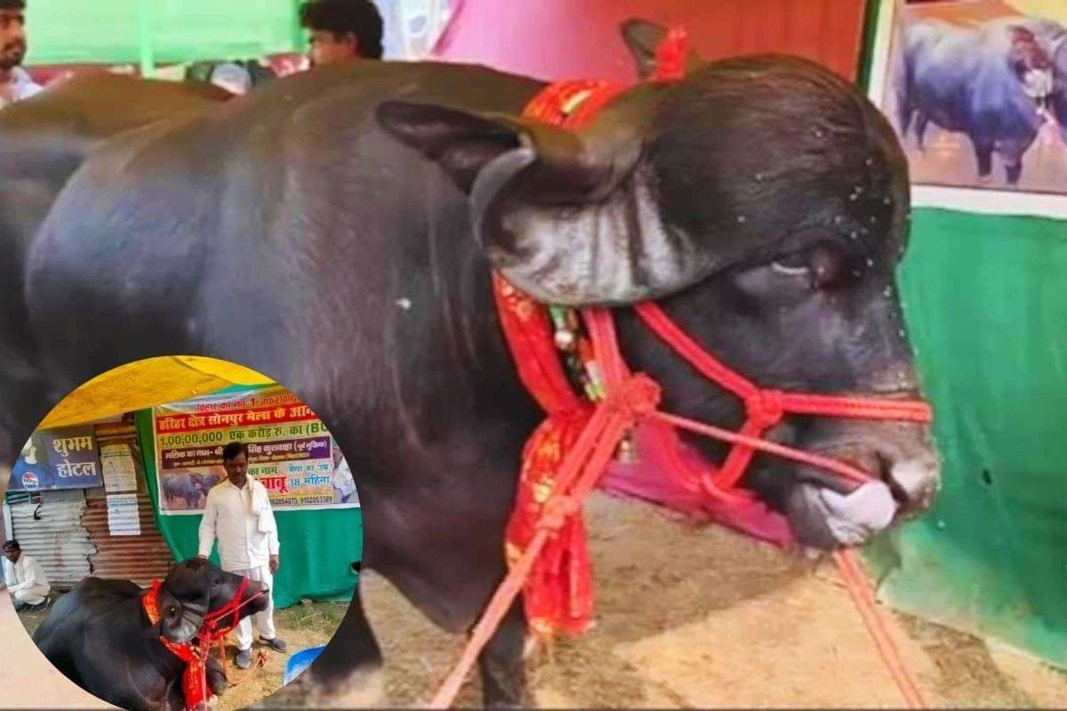Video: सोनपुर मेले में 1 करोड़ का ‘प्रधान बाबू’ बना सुर्खियों का सितारा, अनोखी खूबियों वाले भैंसे ने सोशल मीडिया पर मचाई धूम
