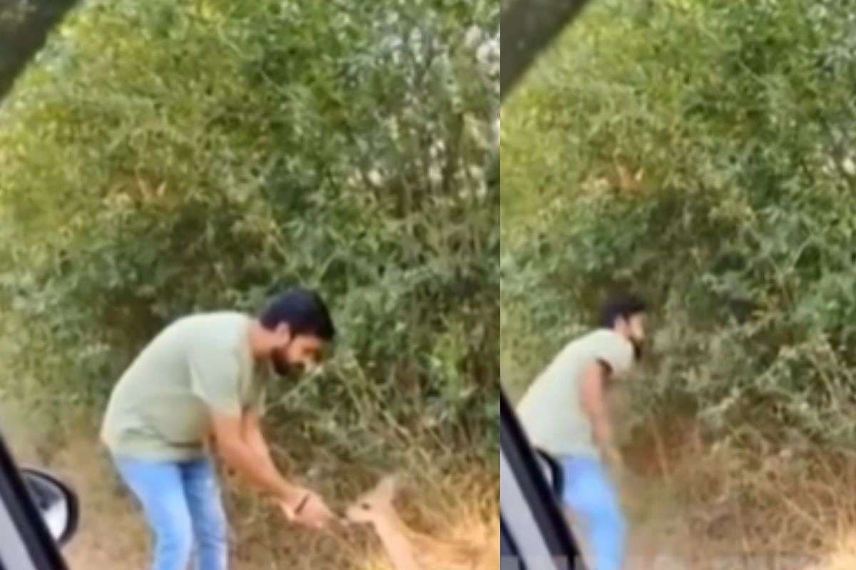 Viral Video: हिरण से खेल रहा था शख्स, अचानक बाघ ने कर दिया हमला, वीडियो देख दहल जाएगा दिल
